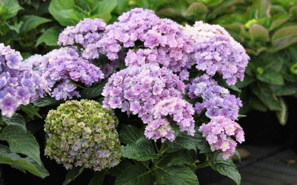 Гортензия крупнолистная тугезе