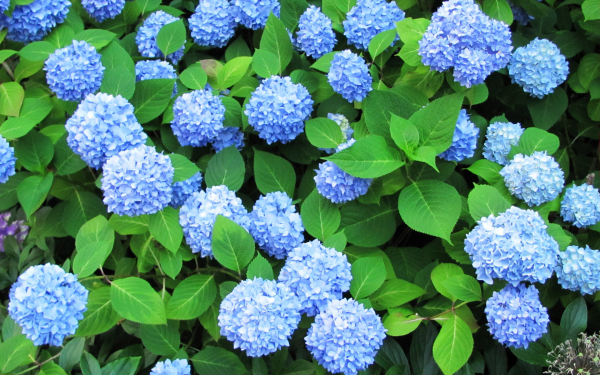 Гортензия крупнолистная