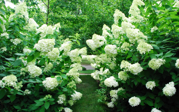 Гортензия метельчатая белая