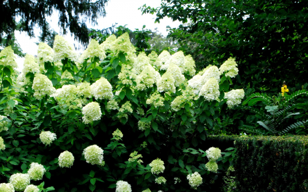 Гортензия метельчатая в саду