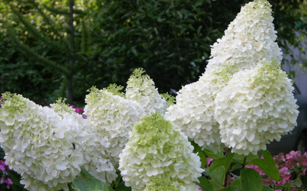 Гортензия метельчатая