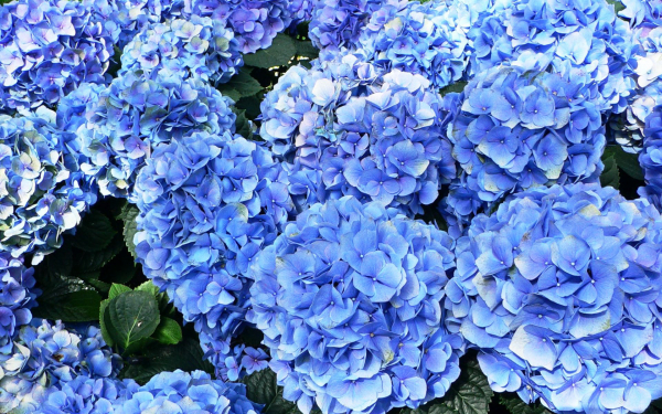 Гортензия Никко блю