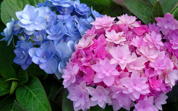 Гортензия Романтика