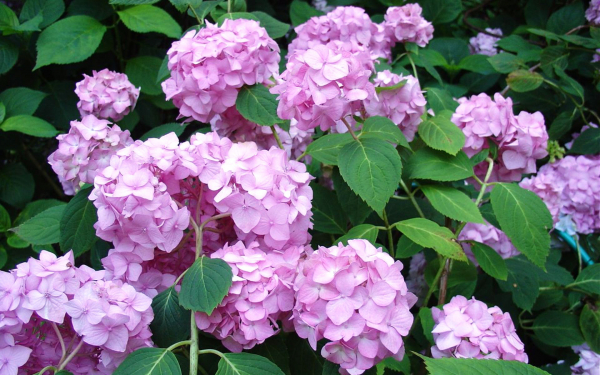 Гортензия садовая