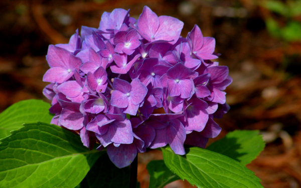 Гортензия фиолетовая
