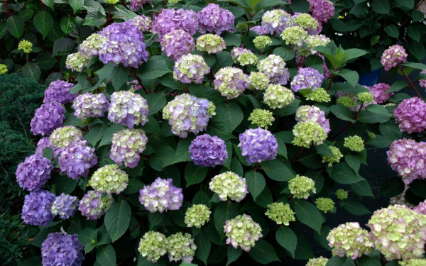 Крупнолистная гортензия