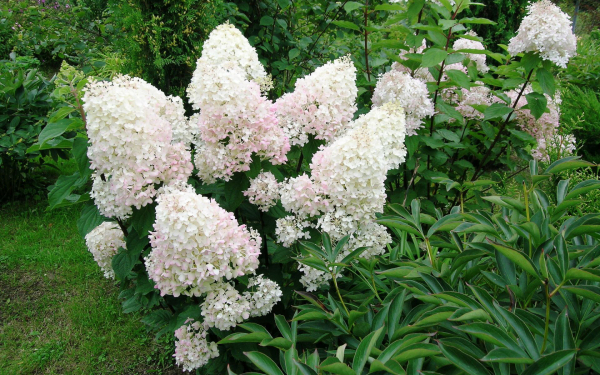 Метельчатая гортензия