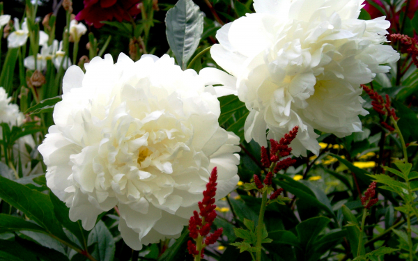 Белые пионы на клумбе