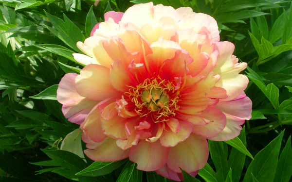 Пион Джулия Роуз