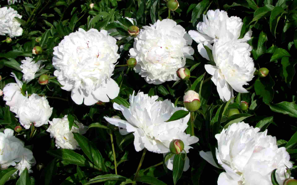 Пион молочноцветковый Аваланш