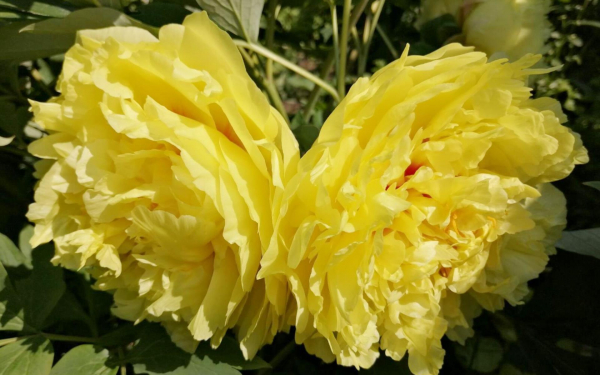 Крупноцветковые  желтые пионы