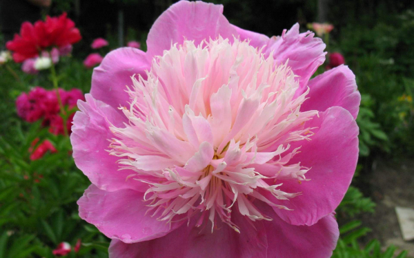 Пион Бетти Грофф