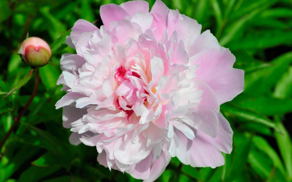 Пион Катарина Фонтейн