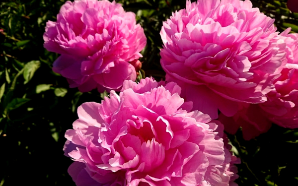 Пион Мариэтта Сиссон