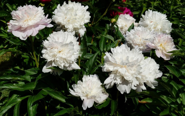 Пион Ноэми Демей