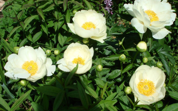 Пион Прери Мун