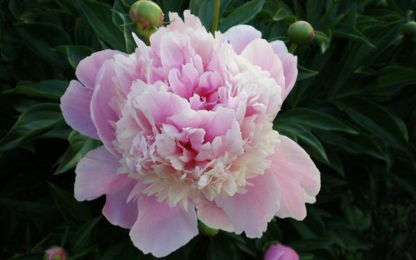 Пион Рапсодия