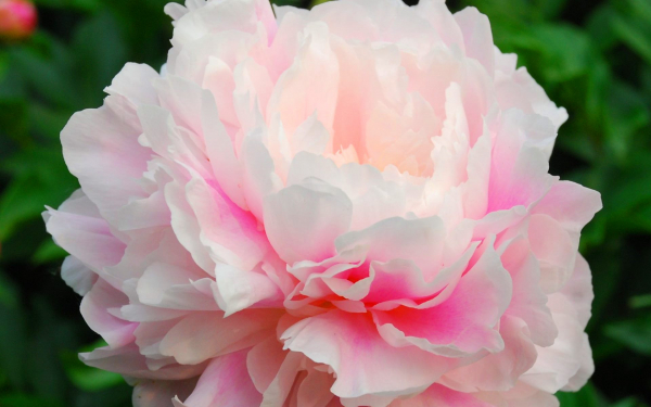 Пион Утренний поцелуй