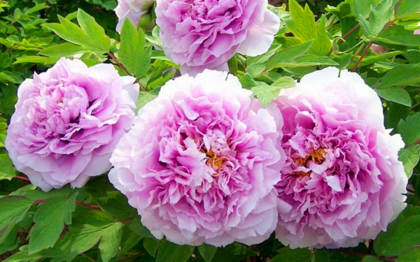 Пион древовидный Песня дождя