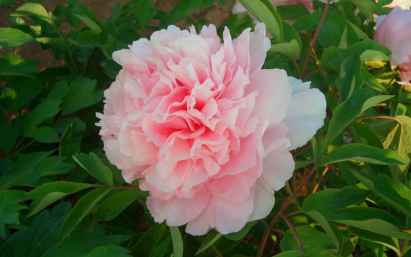 Пион древовидный розовый Джао