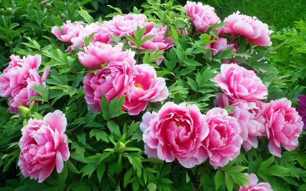 Пион древовидный розовый