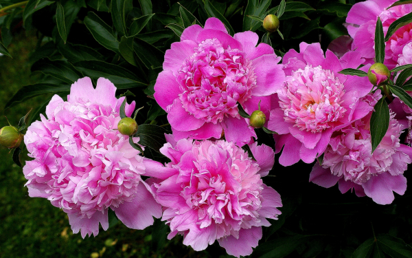 Пионы розовые