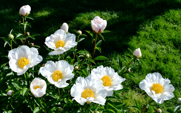 Японские белые пионы
