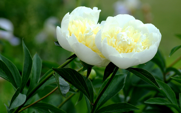 Белые пионы