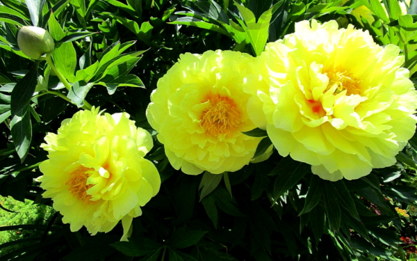 Желтые пионы