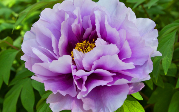 Японский фиолетовый пион