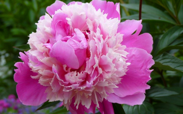 Пион Лилиан Гамм