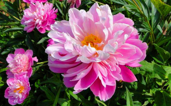 Пион Сюзетт