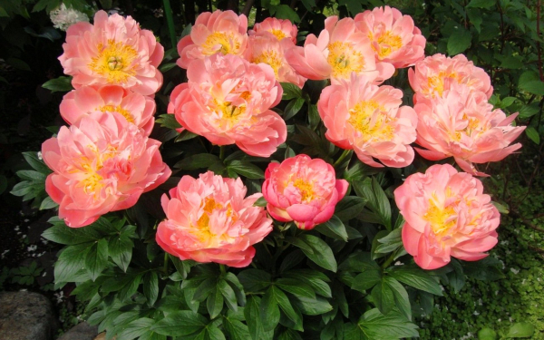 Пион гавайский коралл