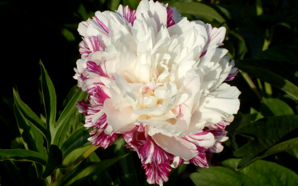 Пион Candy Stripe