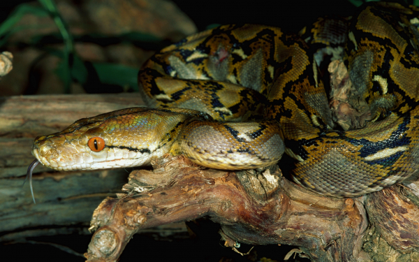 Удав на дереве