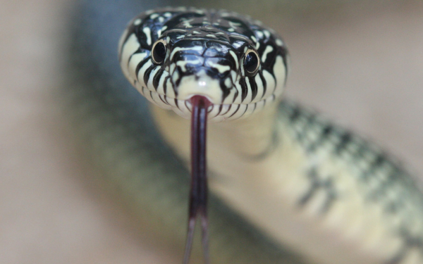 Змея показала язык