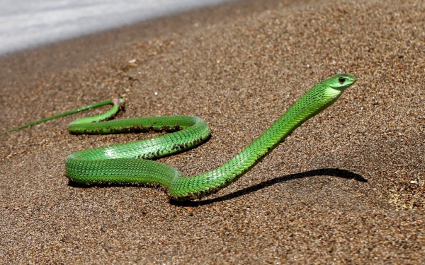 Африканский бумсланг