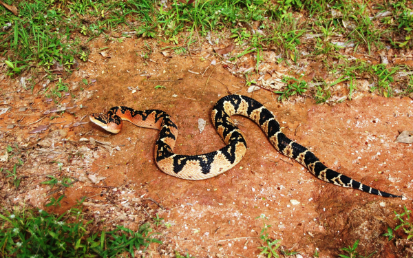 Змея бушмейстер или сурукуку