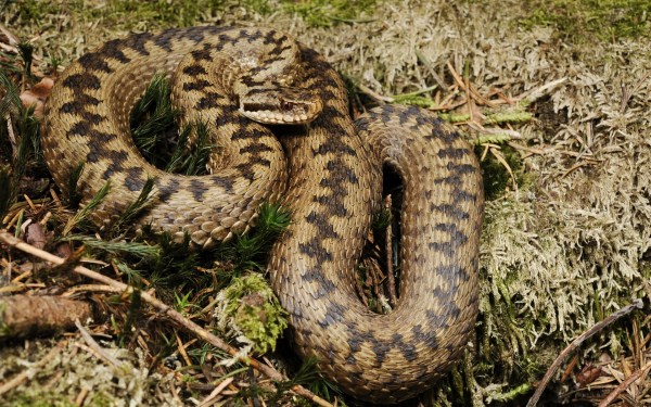 Обыкновенная гадюка