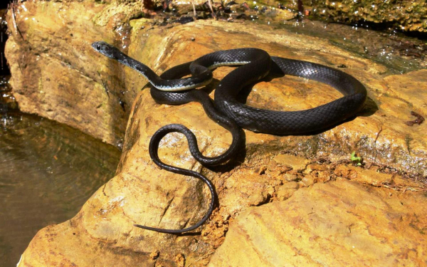 Оливковый полоз