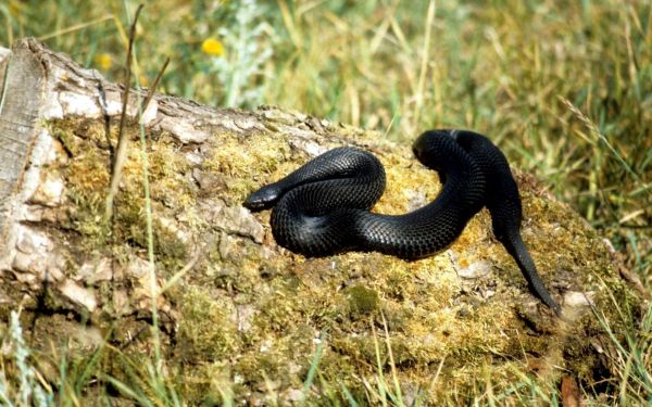 Черная гадюка греется на солнышке