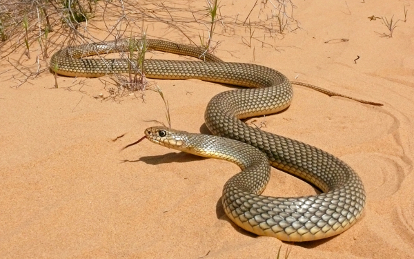 Каспийский желтобрюхий полоз