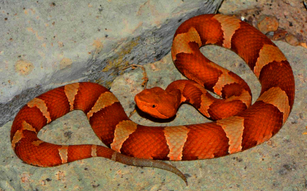 Медноголовый щитомордник