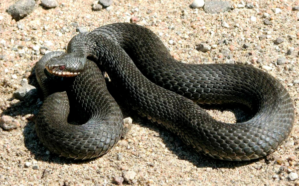 Черная гадюка