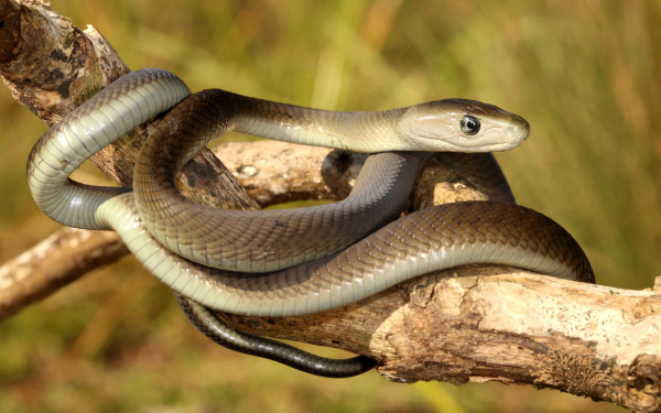 Черная мамба - африканская змея-убийца