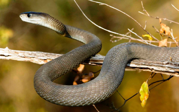 Ядовитая змея черная мамба