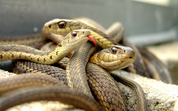 Змеиный  клубок