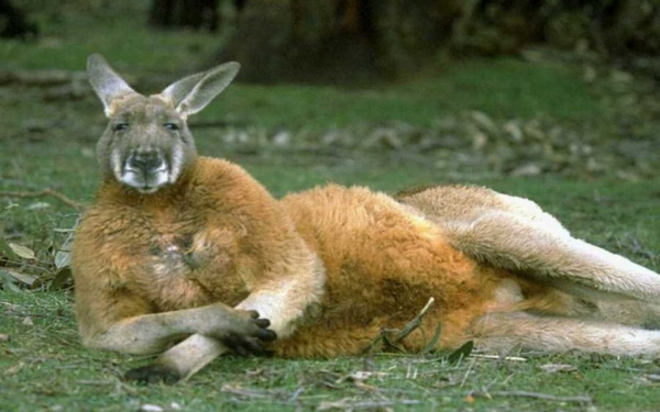 Кенгуру  папа