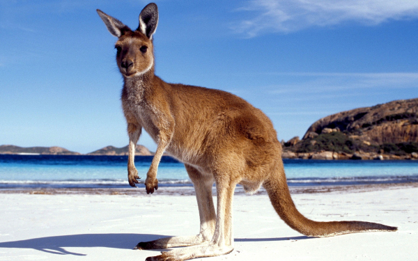 Кенгуру на берегу