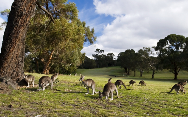 Кенгуру на поляне